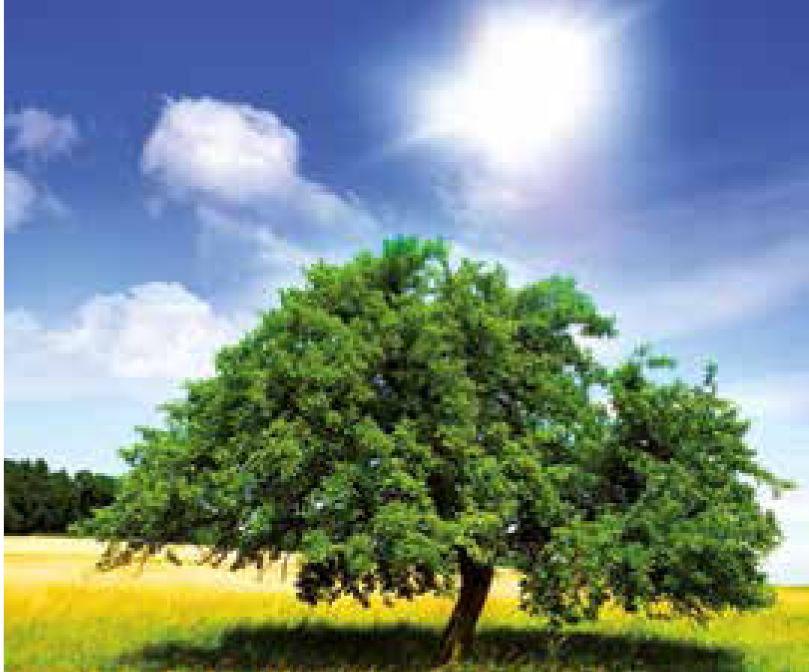 Arbre