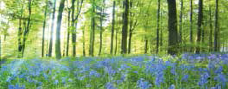 Arbres